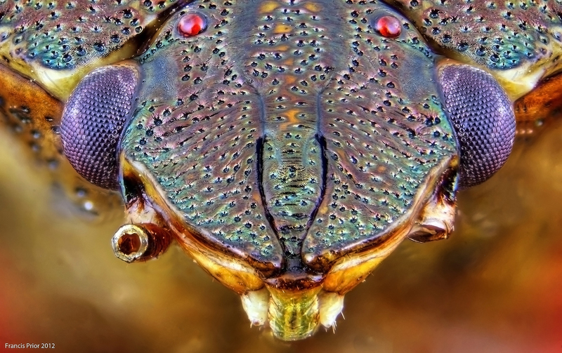 Illustration for article titled These Cthulhu-esque photos will change the way you look at stink bugs